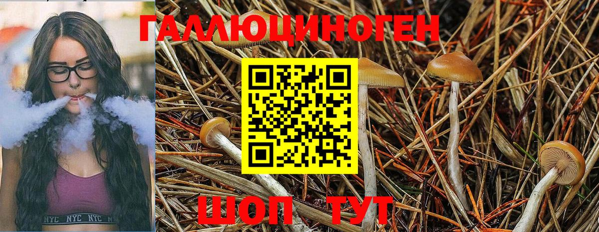 Псилоцибиновые грибы GOLDEN TEACHER Петрозаводск