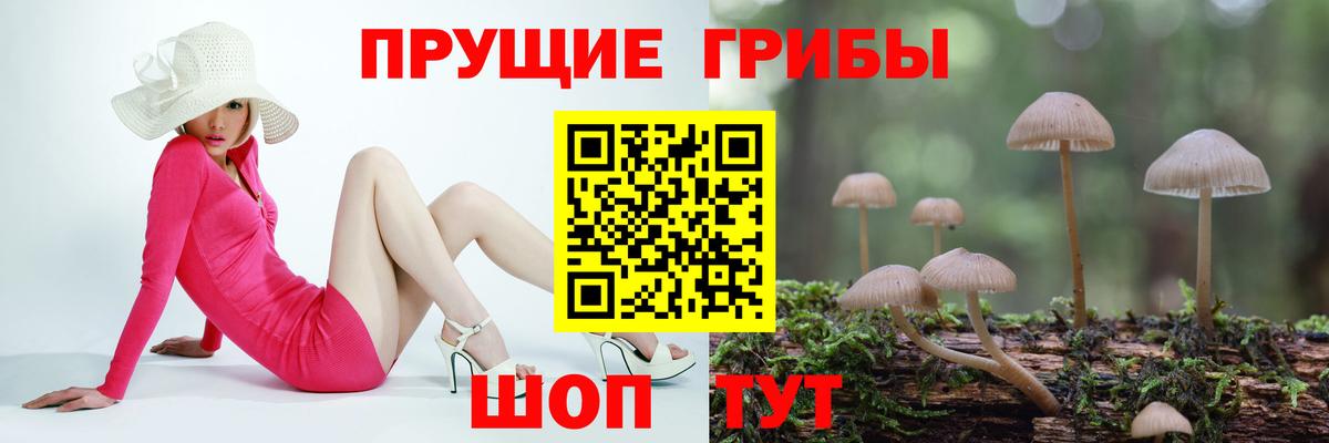 Псилоцибиновые грибы мицелий  Вход с VPN  Петрозаводск  цены наркотик  Псилоцибиновые грибы GOLDEN TEACHER 